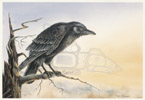 Raven